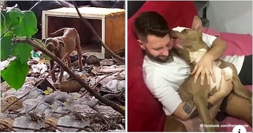 Pitbull mit Krebs, der auf der Mülldeponie gefunden wurde, ist jetzt gesund und der knuddeligste Hund